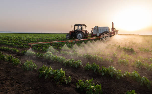 Best Pest Removal Services  in Paloma Creek South, TX