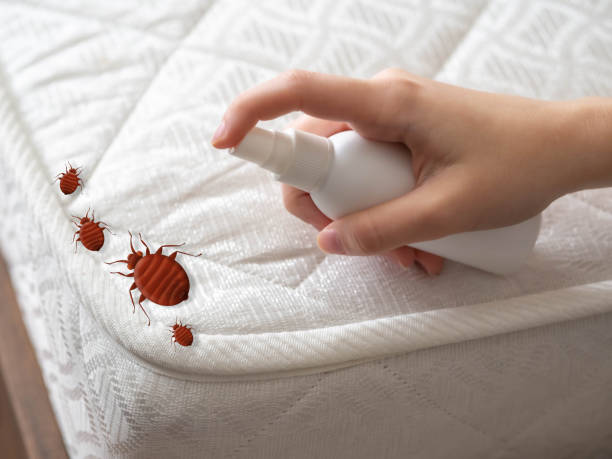 Best Wasp Removal Services  in Paloma Creek South, TX