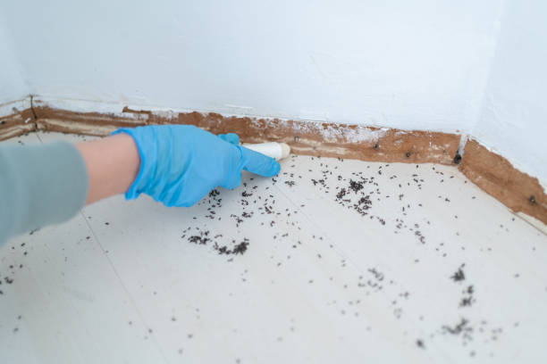 Best Flea Control Services  in Paloma Creek South, TX